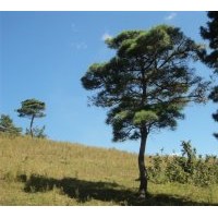 供應(yīng)平頭赤松