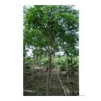 （黃花槐）地苗和假植袋苗