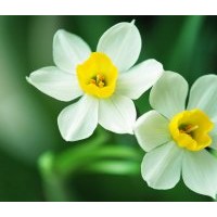 水仙花盆景，水仙花頭批發(fā)，零售