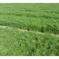 大量出售油松,樟子松,云杉,紅松.種籽大青楊