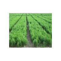 側(cè)柏苗 白皮松苗 油松苗 冬青 黃楊