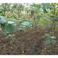 供應(yīng)米徑3-6公分江南榿木