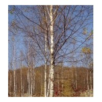 供應(yīng)白樺樹