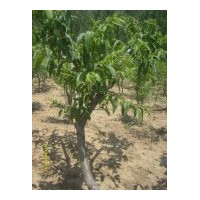 現(xiàn)大量供應(yīng)花椒苗.香椿苗.桃苗.櫻桃.欒棗苗.蘋果苗.李子苗.核桃