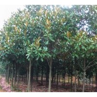 廣玉蘭批發(fā)