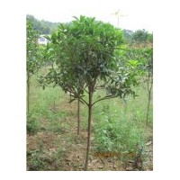 供應各種2-30丹桂、八月桂、月月桂