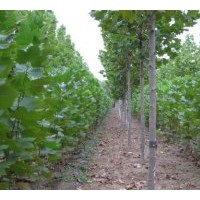 供應(yīng)大量法桐、白蠟小苗