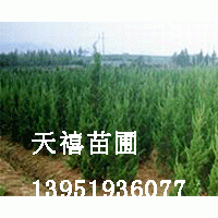 大規(guī)格南京榔榆 構(gòu)樹 欒樹 樸樹 雪松 國槐 杜仲專供