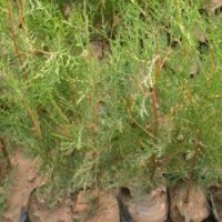 常年供應(yīng)各規(guī)格側(cè)柏.火炬.黃櫨苗木