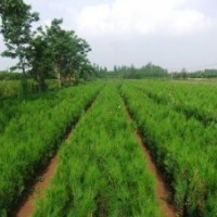 供應側(cè)柏（營養(yǎng)缽.營養(yǎng)袋.土球.羅根）苗