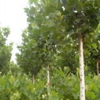 供應(yīng)法桐 速生法桐 造型法桐 白蠟