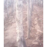 大量供應北欒流蘇毛白楊