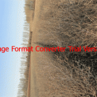 供應(yīng)一年生山杏苗