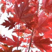 美國紅楓 統(tǒng)一整齊，掛色持久，樹型優(yōu)美，特別適宜城市道路、庭