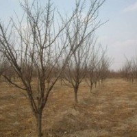 低售各種規(guī)格棗樹 山杏樹