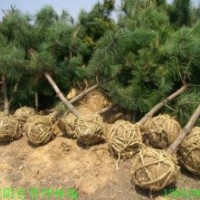 黑松樹(shù)移栽