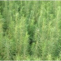 落葉松苗木供應(yīng)