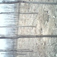 大量出售白蠟悶子