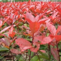 45萬畝苗木直銷紅葉石楠.紅葉小檗.紅王子錦帶.