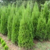 長年供應(yīng)蜀檜 龍柏