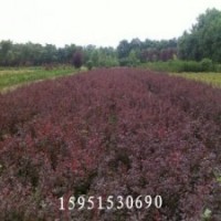 紅葉小檗基地直銷