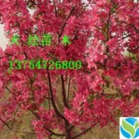 供應(yīng)西府海棠、冬紅海棠、垂絲海棠、紅寶石海棠、北美海棠鞥綠化