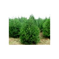 最新綠化白皮松信息