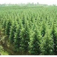 南京信誠(chéng)苗木