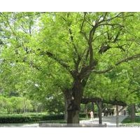 國(guó)槐樹 速生國(guó)槐 造型國(guó)槐 刺槐 花桐樹