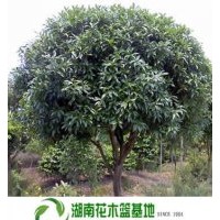 8公分八月桂,八月桂價(jià)格,湖南八月桂