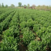 山東煙臺(tái)供應(yīng)大葉黃楊