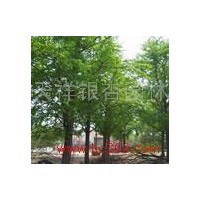 供應(yīng)山東優(yōu)質(zhì)銀杏樹