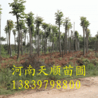 欒樹，黃山欒樹，欒樹價格，欒樹基地，潢川欒樹價格，河南欒樹，