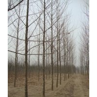 供國槐 白蠟107 毛白楊 法桐 柳樹 楊樹等