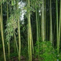 供應紫竹、早園竹、剛竹、佛肚竹、鳳尾竹