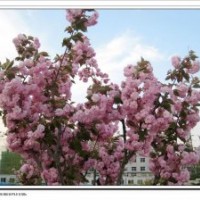 供應(yīng)國槐、龍爪槐、金枝槐、櫻花、紅楓等苗木