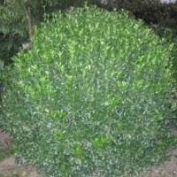 煙臺(tái)黃楊基地供應(yīng)各種優(yōu)質(zhì)苗木