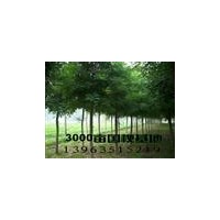 椿樹.毛白楊.１０７楊.白蠟 合歡