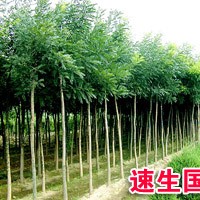 工程用苗來鑫磊苗木基地 規(guī)格全 價格等