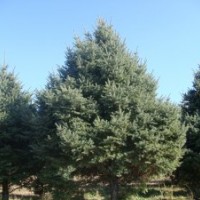 買高品質云杉就找大連暢松園林