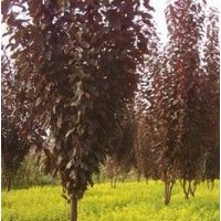 綠化苗木:大葉女貞，金葉女貞，大小葉黃楊，衛(wèi)矛，紫薇，紅葉李