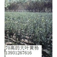 大葉黃楊 冬青價格 河北大葉黃楊