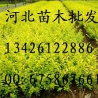 皂角樹批發(fā) 大量出售皂角樹 皂角樹哪里便宜 皂角樹