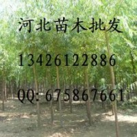 供應山杏苗 山杏苗批發(fā) 大量出售山杏苗 山杏苗基地 山杏苗