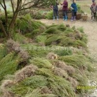 柏木苗育苗技術(shù)