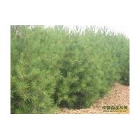 白皮松 華山松大量供應(yīng)
