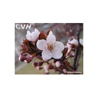 紫葉李 紫葉李小苗