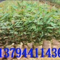 速生桉樹(shù) 桉樹(shù)組培苗 廣林桉樹(shù) 桉樹(shù)苗 桉樹(shù)苗批發(fā)