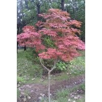 供應；臘梅、多分枝臘梅、茍櫻梅