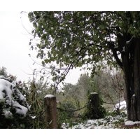 大規(guī)格木瓜出售